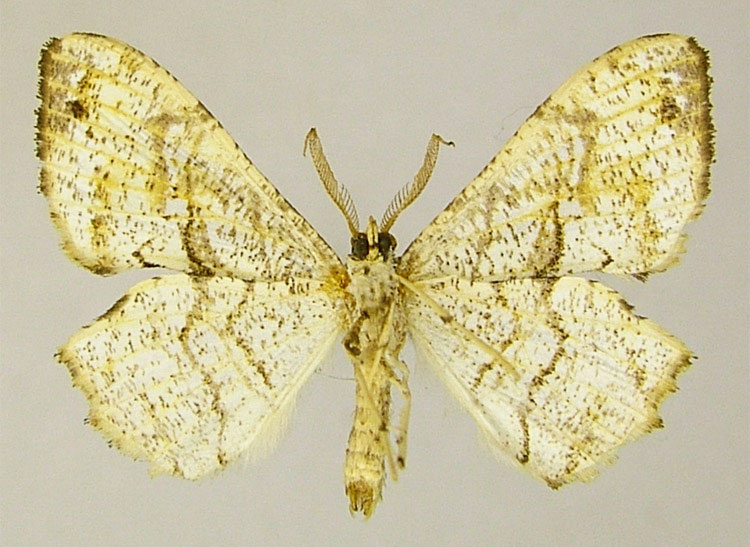 /filer/webapps/moths/media/images/S/spinosivalvis_Xenimpia_HT_ZSMb.jpg