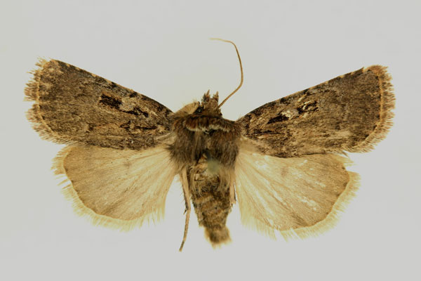 /filer/webapps/moths/media/images/S/spinosoides_Ochropleura_AM_RMCA.jpg