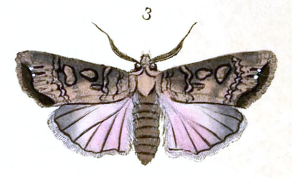 /filer/webapps/moths/media/images/S/spinula_Phalaena_Donovan_345_3.jpg