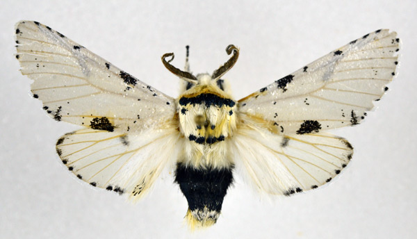 /filer/webapps/moths/media/images/S/spiritalis_Notocerura_AM_NHMO.jpg