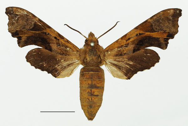/filer/webapps/moths/media/images/S/spiritus_Temnora_AF_Basquin.jpg