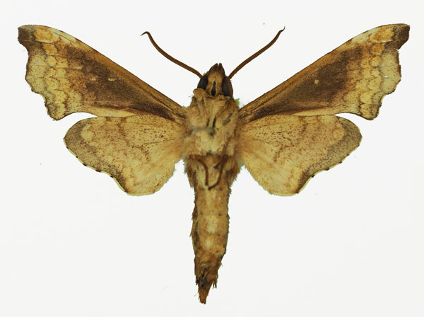 /filer/webapps/moths/media/images/S/spiritus_Temnora_AM_Basquin_01b.jpg