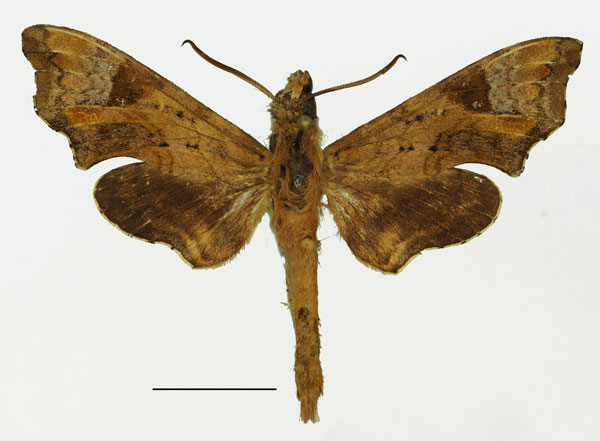 /filer/webapps/moths/media/images/S/spiritus_Temnora_AM_Basquin_02.jpg