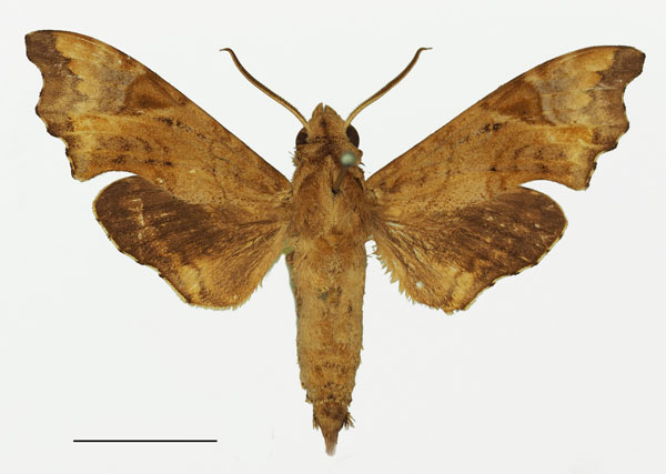 /filer/webapps/moths/media/images/S/spiritus_Temnora_AM_Basquin_03a.jpg