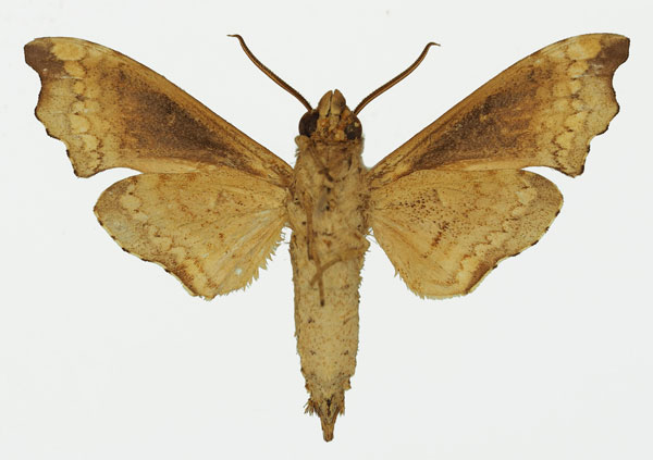 /filer/webapps/moths/media/images/S/spiritus_Temnora_AM_Basquin_03b.jpg
