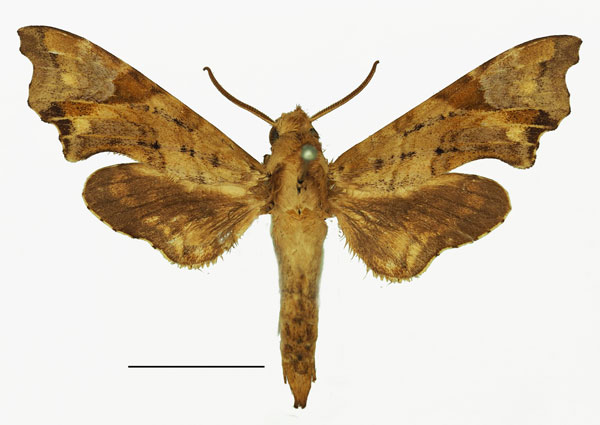 /filer/webapps/moths/media/images/S/spiritus_Temnora_AM_Basquin_04.jpg