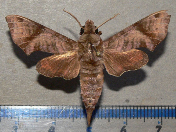 /filer/webapps/moths/media/images/S/spiritus_Temnora_A_Goff_01.jpg