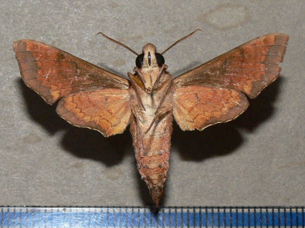 /filer/webapps/moths/media/images/S/spiritus_Temnora_A_Goff_02.jpg