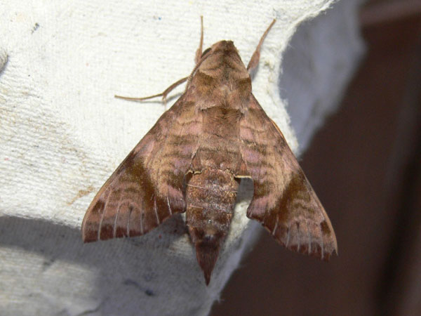 /filer/webapps/moths/media/images/S/spiritus_Temnora_A_Goff_03.jpg