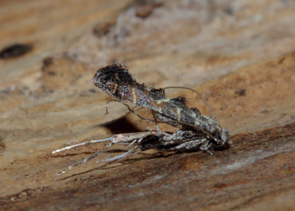 /filer/webapps/moths/media/images/S/spirostachydis_Ectropina_A_Triberti-etal_2024_31.jpg