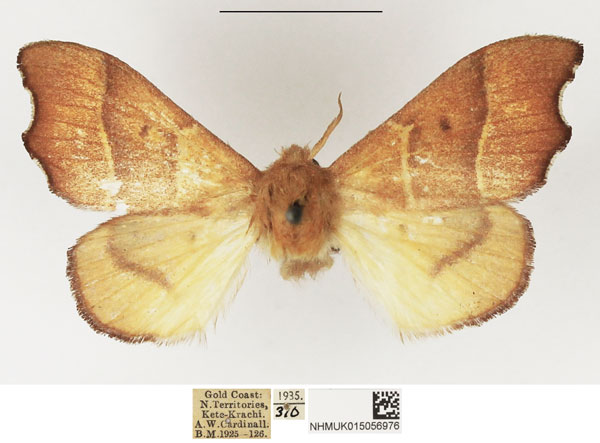 /filer/webapps/moths/media/images/S/spissa_Soligena_AF_NHMUK.jpg
