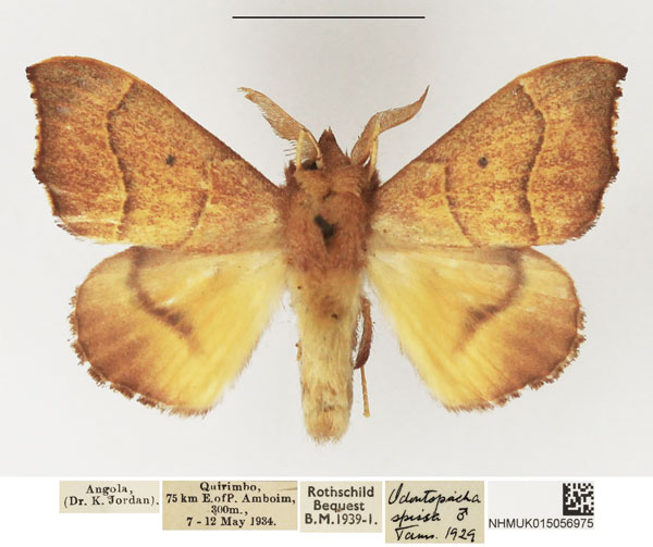 /filer/webapps/moths/media/images/S/spissa_Soligena_AM_NHMUK_01.jpg