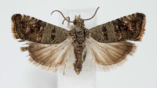 /filer/webapps/moths/media/images/S/spissana_Coccothera_AM_NHMO.jpg
