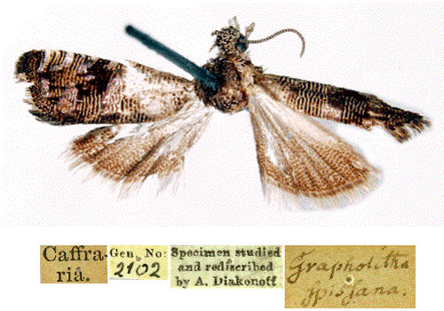 /filer/webapps/moths/media/images/S/spissana_Grapholita_HT_SNHMa.jpg