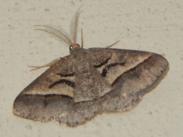 /filer/webapps/moths/media/images/S/spissata_Isturgia_A_Grobler.jpg