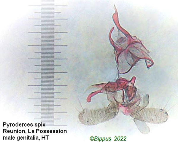 /filer/webapps/moths/media/images/S/spix_Pyroderces_GMHT_RMNH.jpg