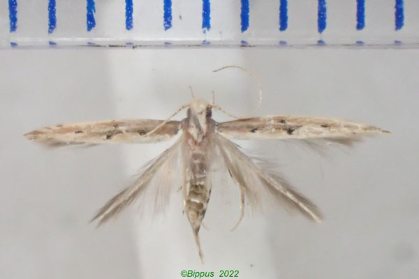 /filer/webapps/moths/media/images/S/spix_Pyroderces_PTF_Bippus.jpg