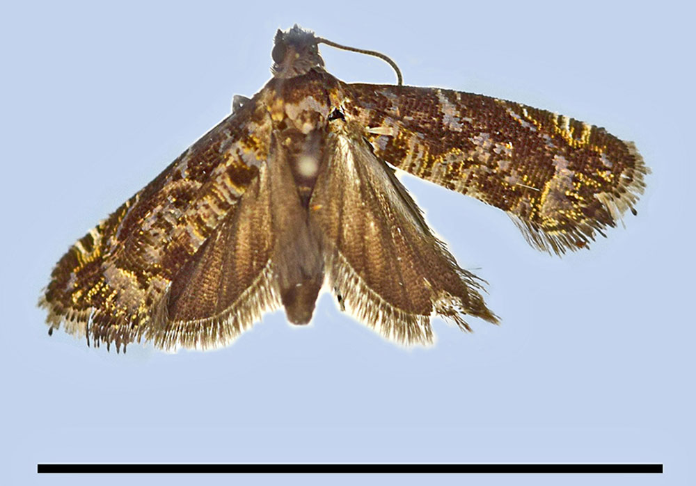 /filer/webapps/moths/media/images/S/splendens_Camptrodoxa_HT_MRSN.jpg