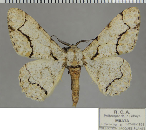 /filer/webapps/moths/media/images/S/splendens_Colocleora_AM_ZSMa.jpg