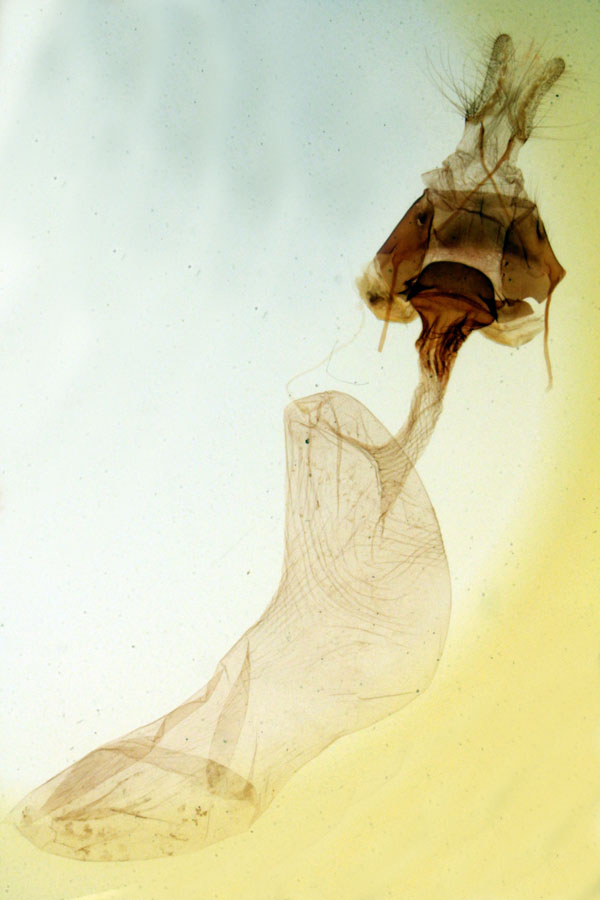 /filer/webapps/moths/media/images/S/splendens_Epicausis_GFHT_MNHN_4216.jpg