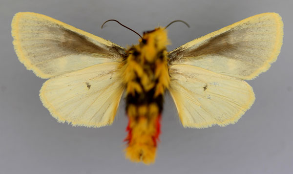 /filer/webapps/moths/media/images/S/splendens_Eudaphaenura_A_RMCA_02.jpg