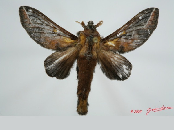/filer/webapps/moths/media/images/S/splendens_Hecata_A_Alberta_01.jpg