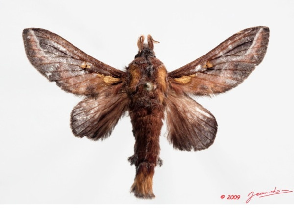 /filer/webapps/moths/media/images/S/splendens_Hecata_A_Alberta_02.jpg