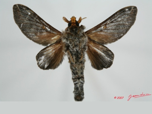 /filer/webapps/moths/media/images/S/splendens_Hecata_A_Albertb_01.jpg