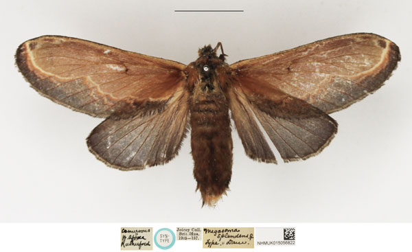 /filer/webapps/moths/media/images/S/splendens_Megasoma_STF_NHMUK_01.jpg