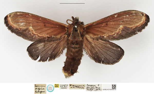 /filer/webapps/moths/media/images/S/splendens_Megasoma_STF_NHMUK_02.jpg