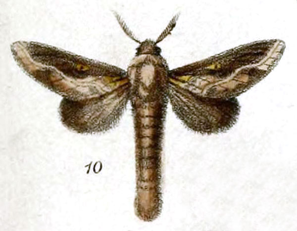 /filer/webapps/moths/media/images/S/splendens_Megasoma_STM_Druce_55-10.jpg