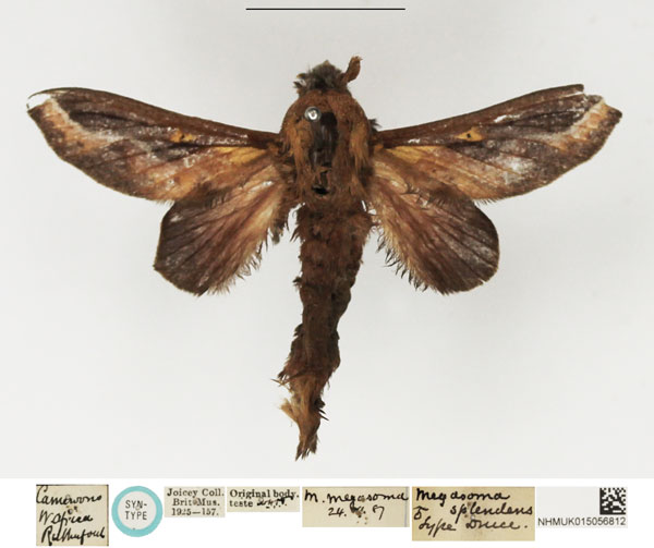 /filer/webapps/moths/media/images/S/splendens_Megasoma_STM_NHMUK.jpg