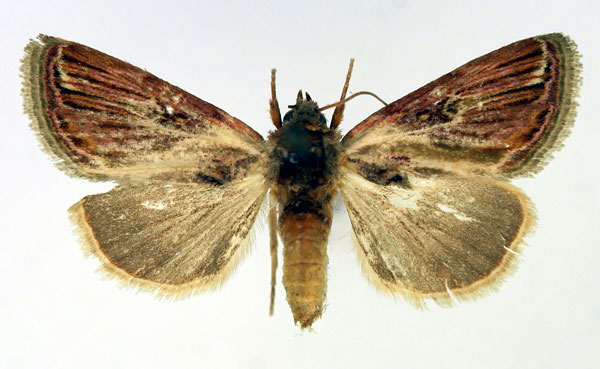 /filer/webapps/moths/media/images/S/splendida_Acontia_AF_Aulombard.jpg