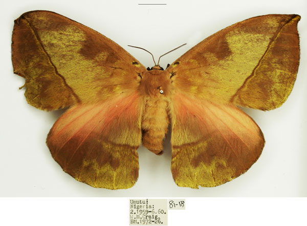 /filer/webapps/moths/media/images/S/splendida_Acrojana_AF_NHMUK.jpg
