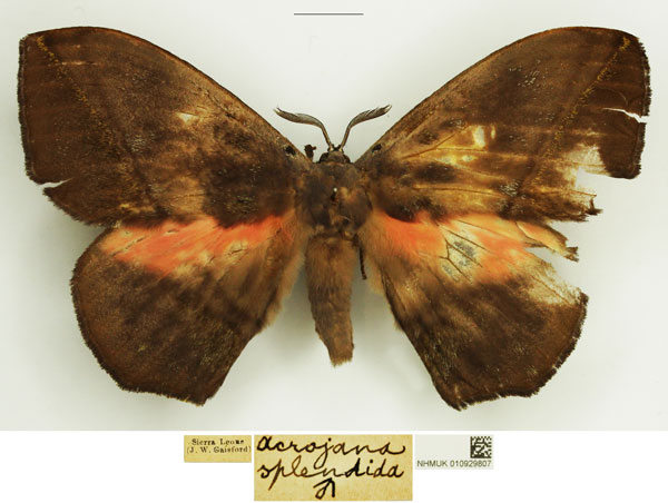 /filer/webapps/moths/media/images/S/splendida_Acrojana_AM_NHMUK.jpg