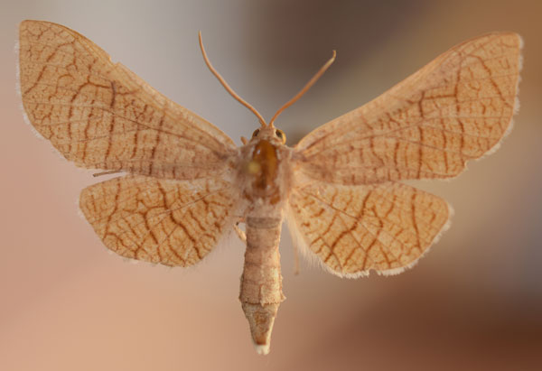 /filer/webapps/moths/media/images/S/splendida_Chrysotypus_AF_Butler.jpg