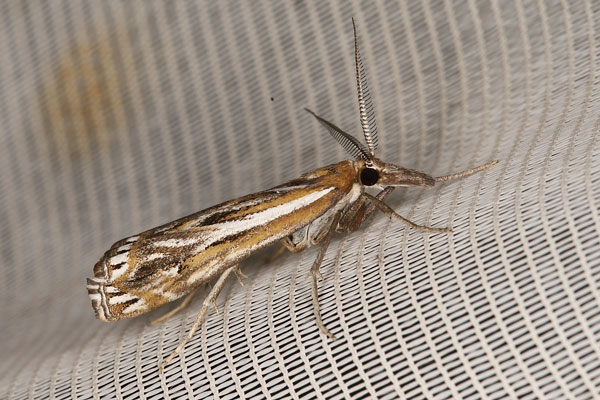 /filer/webapps/moths/media/images/S/splendida_Prionapteryx_AM_Heynsa.jpg