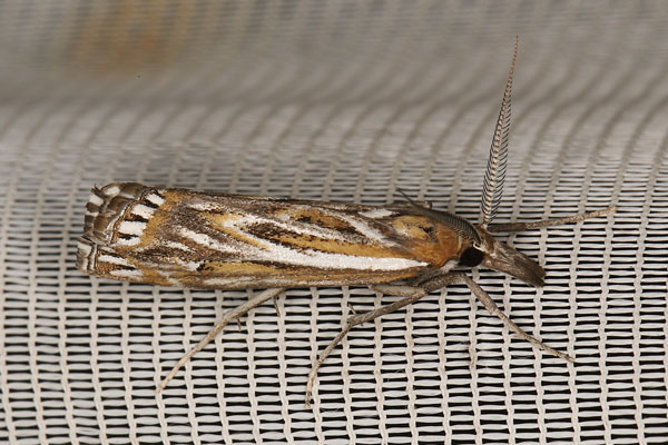 /filer/webapps/moths/media/images/S/splendida_Prionapteryx_AM_Heynsb.jpg