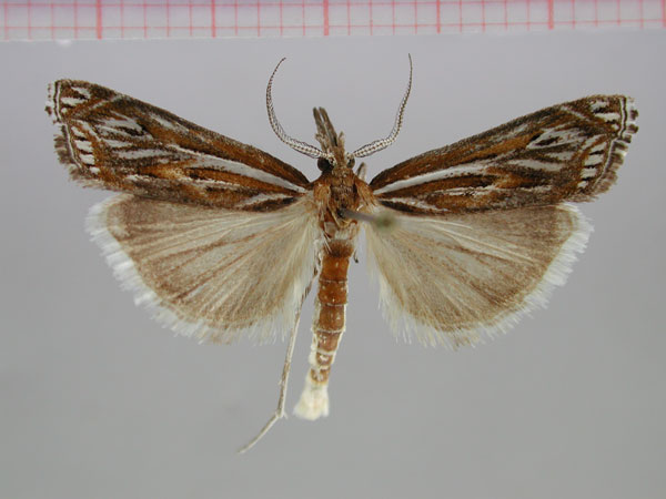 /filer/webapps/moths/media/images/S/splendida_Prionapteryx_PT_ZMHB.jpg