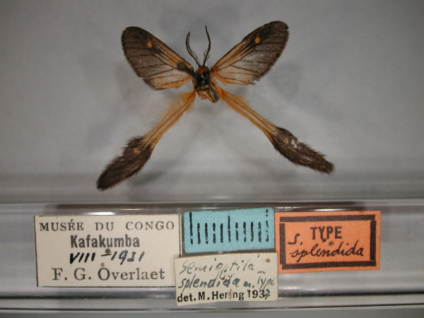 /filer/webapps/moths/media/images/S/splendida_Semioptila_HT_RMCA_01.jpg