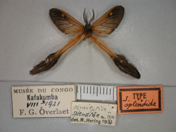/filer/webapps/moths/media/images/S/splendida_Semioptila_HT_RMCA_02.jpg