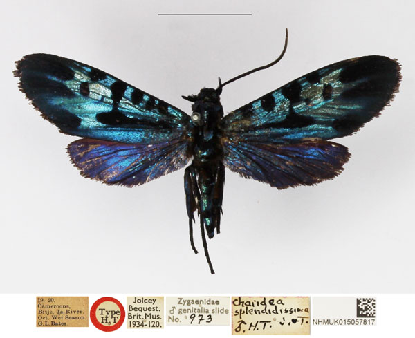 /filer/webapps/moths/media/images/S/splendidissima_Charidea_HT_NHMUK.jpg