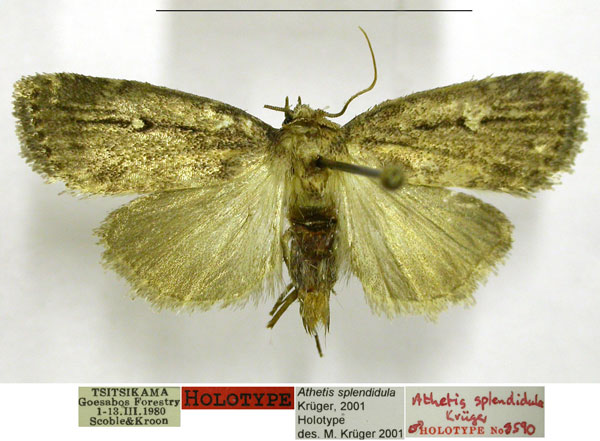 /filer/webapps/moths/media/images/S/splendidula_Athetis_HT_TMSA.jpg