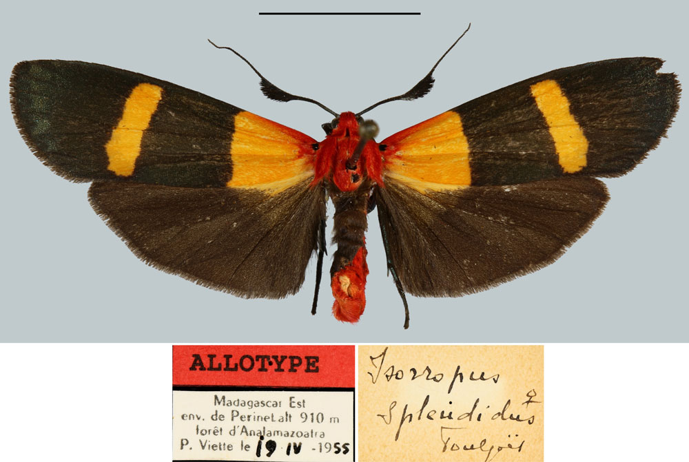 /filer/webapps/moths/media/images/S/splendidus_Isorropus_AT_MNHN.jpg