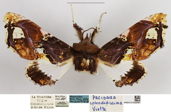 /filer/webapps/moths/media/images/S/splendissima_Caligatus_AF_NHMUK.jpg