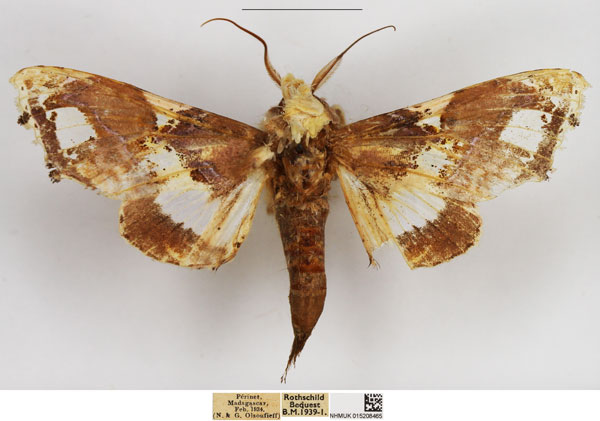 /filer/webapps/moths/media/images/S/splendissima_Caligatus_AM_NHMUK.jpg