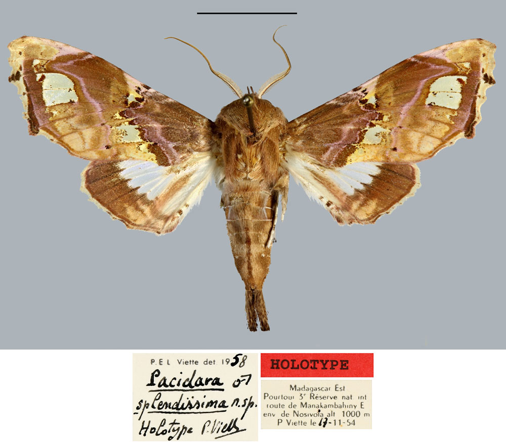 /filer/webapps/moths/media/images/S/splendissima_Pacidara_HT_MNHN.jpg