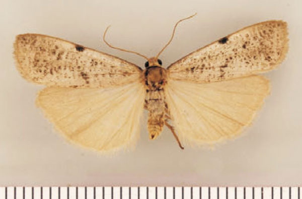 /filer/webapps/moths/media/images/S/spodoptera_Pasteosia_PTM_TMSA.jpg