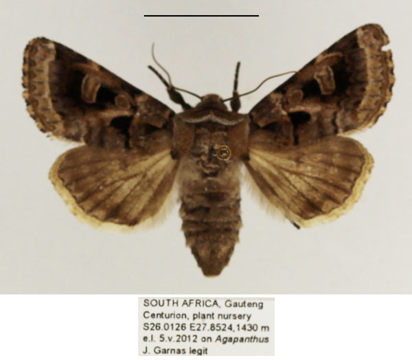 /filer/webapps/moths/media/images/S/spodopterodes_Neuranethes_AF_TMSA_01.jpg
