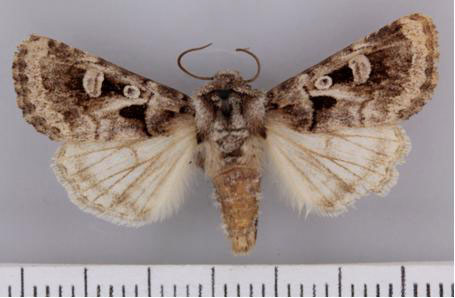 /filer/webapps/moths/media/images/S/spodopterodes_Neuranethes_A_TMSA.jpg